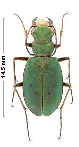 Réf. 356 693 : Cicindela segonzaci